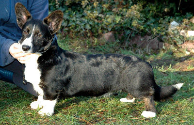 Welsh Corgi Cardigan brindle pointed tricolour boy:)