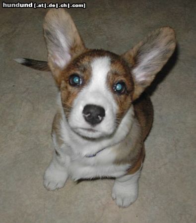 Welsh Corgi Cardigan Fienchen