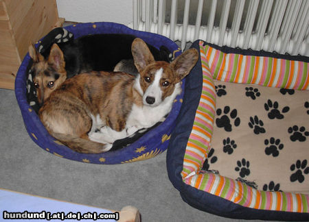 Welsh Corgi Cardigan Fienchen und Mary