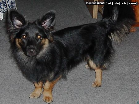 Welsh Corgi Cardigan Hovwart- Corgi- Mix? Den Dickkopf hat er auf jeden Fall!