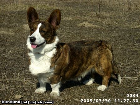 Welsh Corgi Cardigan BATMAN FOREVER Controversia