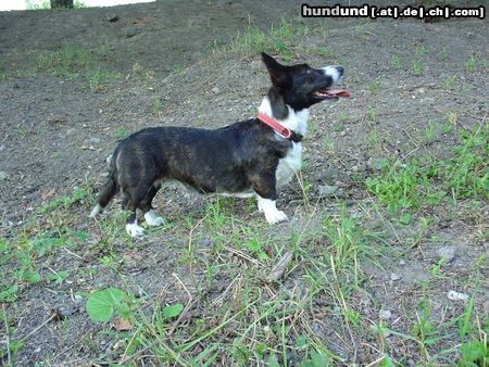 Welsh Corgi Cardigan Hunde Foto 13599 Welsh Corgi Cardigan Tessalia Controversia