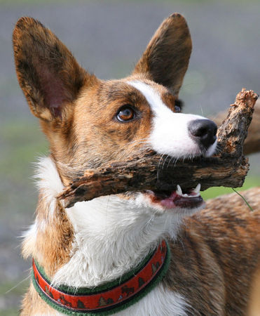 Welsh Corgi Cardigan