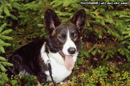 Welsh Corgi Cardigan Ch.PL.JUN.CH.PL.JUN.CL.WIN.JUN.WIN.2003.WIN.2003.BOB2003.v-BIS.CACIB Fest AGBAR