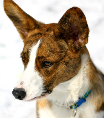 Welsh Corgi Cardigan