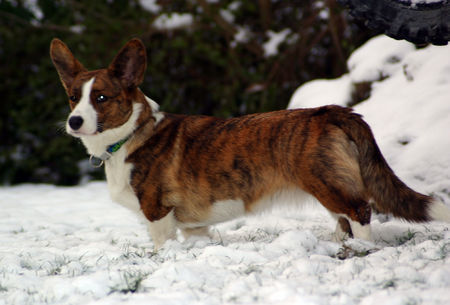 Welsh Corgi Cardigan