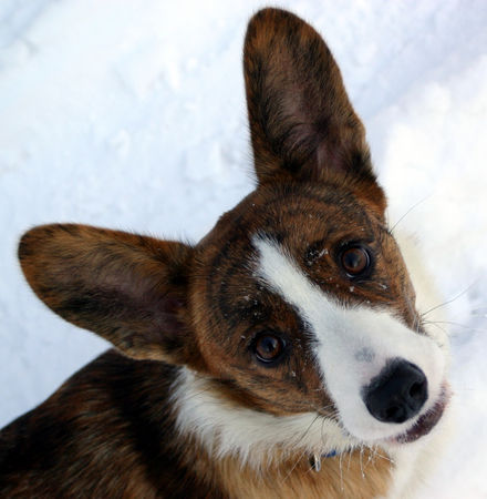 Welsh Corgi Cardigan