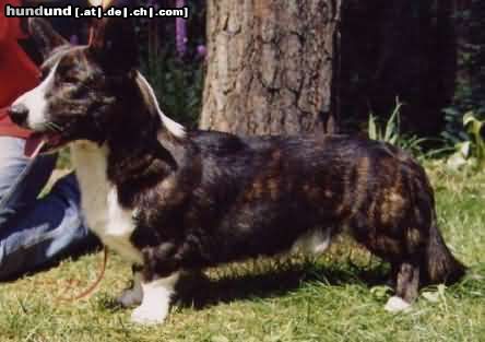 Welsh Corgi Cardigan Hunde Foto 19591 in höherer Auflösung ansehen Welsh Corgi Cardigan INT & PL & H Ch & J Ch PL & PL ClubW-03 + BOB &vBIS Fest AGBAR