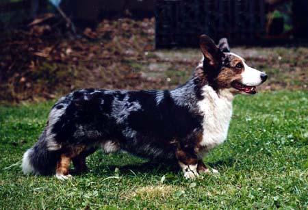 Welsh Corgi Cardigan Lucas