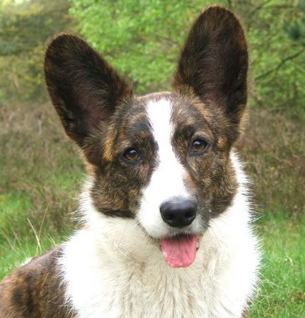 Welsh Corgi Cardigan otter from welshclan