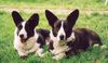 Welsh Corgi Cardigan Foto: Big Wood's TINY CHECKMATE & Int.Ch. CUDKA LISIURA z Anegdoty (ID 9615) Welsh Corgi Cardigan Hund