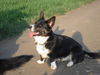 Welsh Corgi Cardigan Foto: Audrey (ID 44876) Welsh Corgi Cardigan Hund