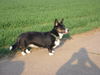 Welsh Corgi Cardigan Hund