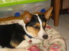 Welsh Corgi Cardigan Foto: Gilmore of the Blue Legend (ID 45020) Welsh Corgi Cardigan Hund