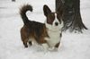 Welsh Corgi Cardigan Hund