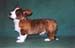 Welsh Corgi Cardigan Hund