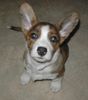 Welsh Corgi Cardigan Hund