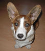 Welsh Corgi Cardigan Hund