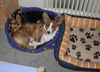 Welsh Corgi Cardigan Foto: Fienchen und Mary (ID 24484) Welsh Corgi Cardigan Hund