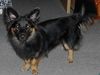 Welsh Corgi Cardigan Foto: Hovwart- Corgi- Mix? Den Dickkopf hat er auf jeden Fall! (ID 23938) Welsh Corgi Cardigan Hund