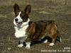 Welsh Corgi Cardigan Hund