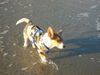 Welsh Corgi Cardigan Hund