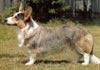 Welsh Corgi Cardigan Hund