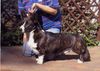 Welsh Corgi Cardigan Foto: .JUn.Cl.WIN. BOB.Cl.Win.v-BIS.Fest AGBAR (ID 14863) Welsh Corgi Cardigan Hund