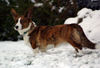 Welsh Corgi Cardigan Hund