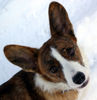 Welsh Corgi Cardigan Hund