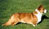 Welsh Corgi Cardigan Hund