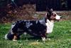 Welsh Corgi Cardigan Hund