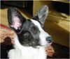 Welsh Corgi Cardigan Hund