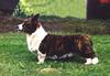 Welsh Corgi Cardigan Hund