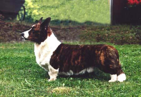 Welsh Corgi Cardigan Rene