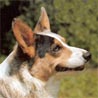 Welsh Corgi Cardigan