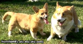 Welsh Corgi Pembroke was kommt jetzt ?