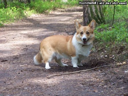 Welsh Corgi Pembroke This is MAMBA Oczajdusza(for friends Clio).She is Junior Polish Champion.