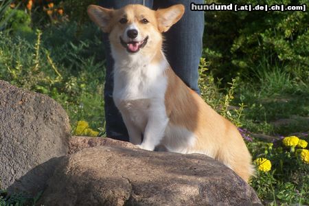 Welsh Corgi Pembroke This is MAMBA Oczajdusza(for friends Clio).She is Junior Polish Champion.