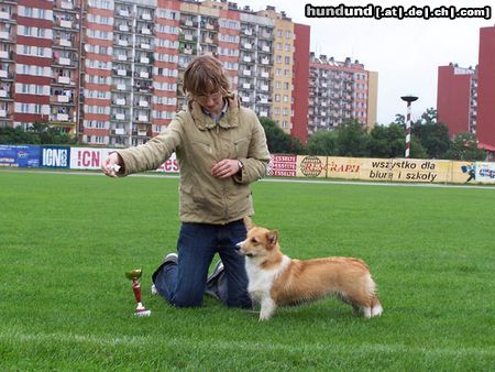 Welsh Corgi Pembroke This is MAMBA Oczajdusza(for friends Clio).She is Junior Polish Champion.