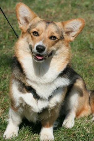 Welsh Corgi Pembroke Die schönste von ganz Überall!