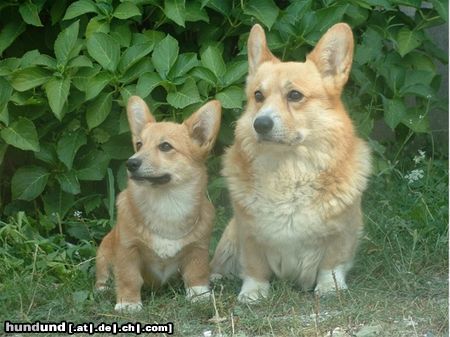 Welsh Corgi Pembroke