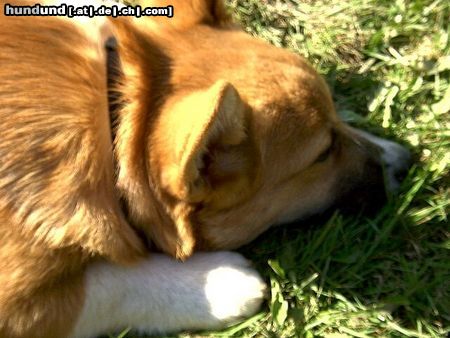 Welsh Corgi Pembroke Emely vom Hestenberg