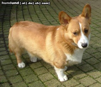 Welsh Corgi Pembroke Red Kai, mijn pembroke van ruim 1 jaar