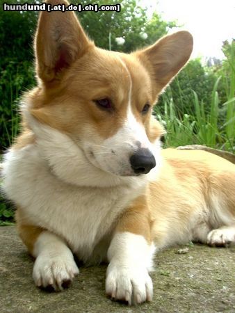 Welsh Corgi Pembroke der stolze Xandro