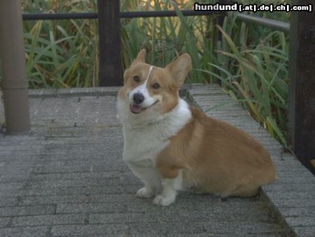 Welsh Corgi Pembroke Xandro vom Moosacher 