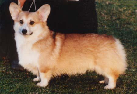 Welsh Corgi Pembroke Caspar