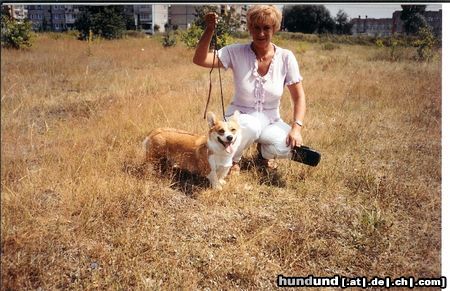 Welsh Corgi Pembroke mł.ch.pl,ch.pl,3Xbog,cwc