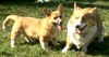 Welsh Corgi Pembroke Hund