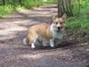 Welsh Corgi Pembroke Hund